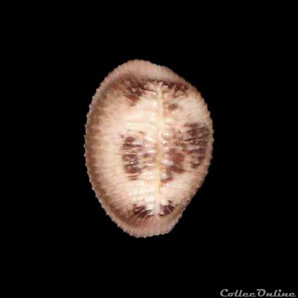 coquillages fossiles gastropoda triviidae pusula pediculus linne 1758