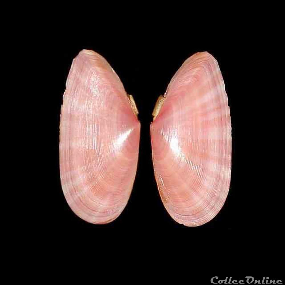 Tellinidae - Moerella pulchella (Lamarck, 1818) coquillages fossiles bivalvia tellinidae moerella pulchella lamarck 1818