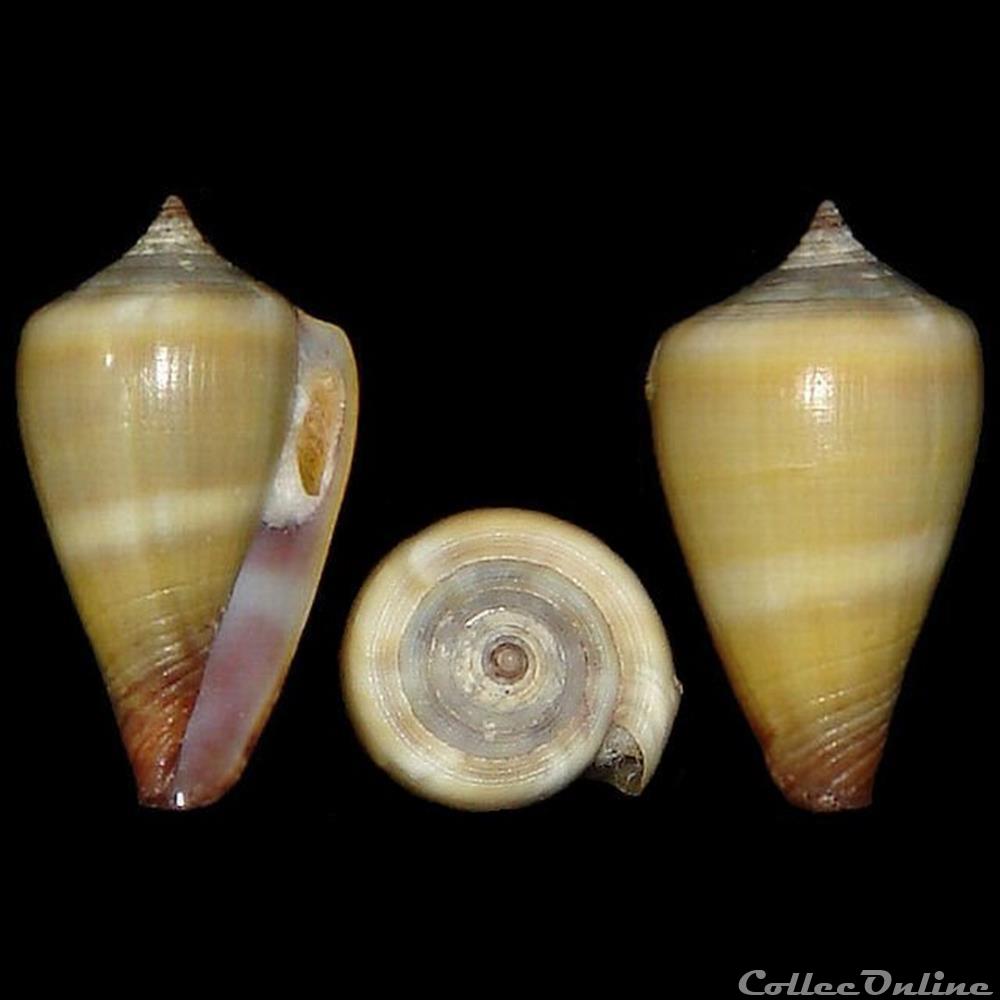 Conidae - Lautoconus (Africonus) messiasi (Rolán & Fernandes, 1990) coquillages fossiles gastropoda conidae lautoconus africonus messiasi rolan fernandes 1990