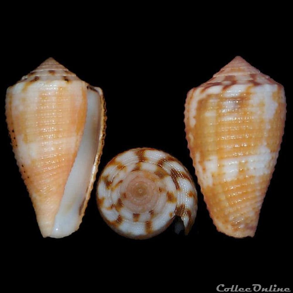 coquillages fossiles gastropoda pionoconus metcalfii reeve 1843