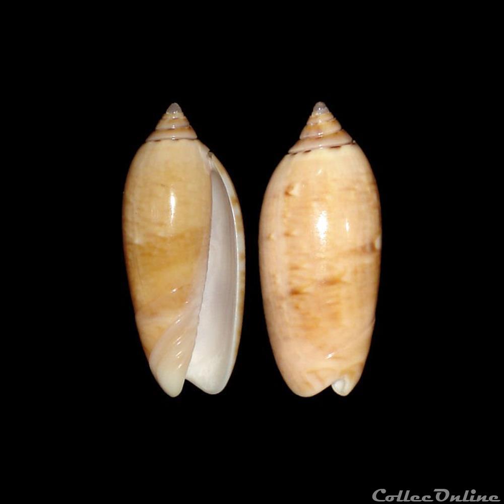 Olividae - Oliva flammulata flammulata (Lamarck, 1811) coquillages fossiles gastropoda olividae oliva flammulata flammulata lamarck 1811