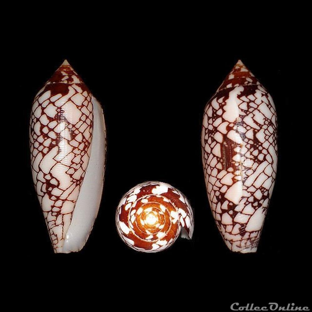 Darioconus gracianus (da Motta & Blöcher, 1982) coquillages fossiles gastropoda darioconus gracianus da motta blocher 1982