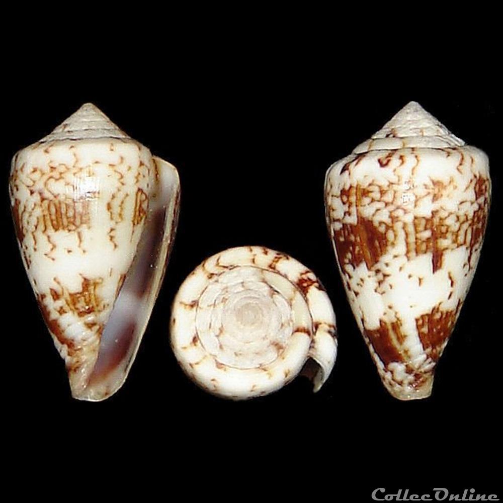 Conidae - Lautoconus (Africonus) galeao (Rolán, 1996) coquillages fossiles gastropoda conidae lautoconus africonus galeao rolan 1996