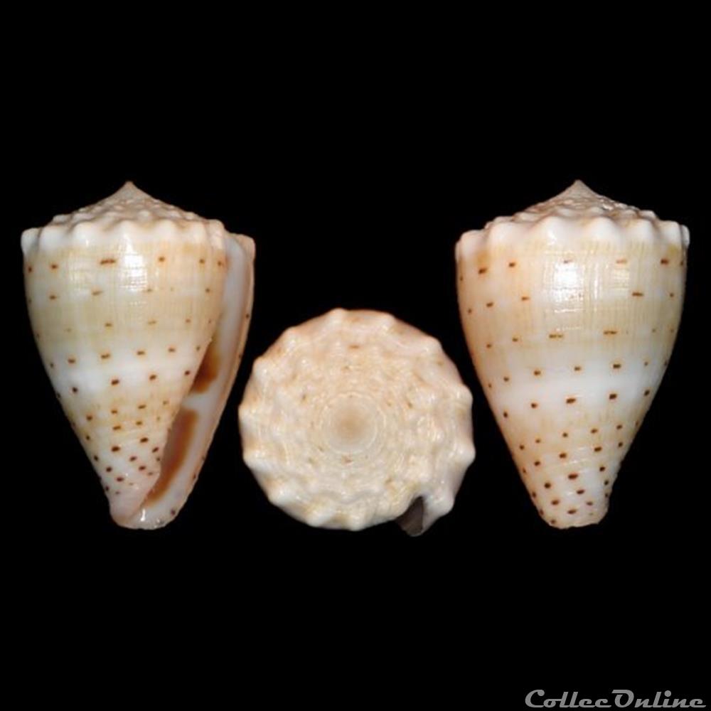 Virroconus abbreviatus (Reeve, 1843) coquillages fossiles gastropoda virroconus abbreviatus reeve 1843