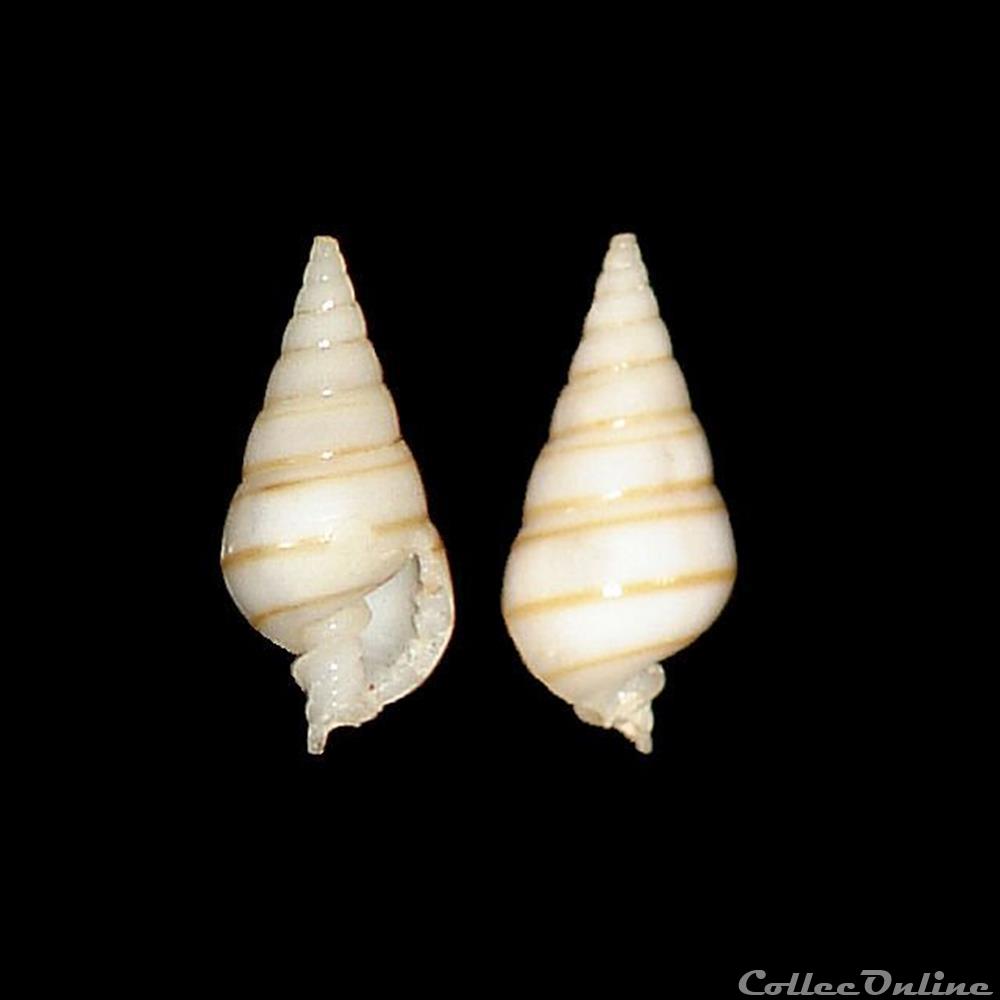 coquillages fossiles gastropoda pyramidellidae pyramidella dolabrata linne 1758
