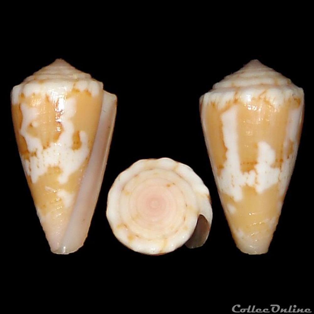 coquillages fossiles gastropoda conidae dauciconus dauciconus magellanicus hwass in bruguiere 1792