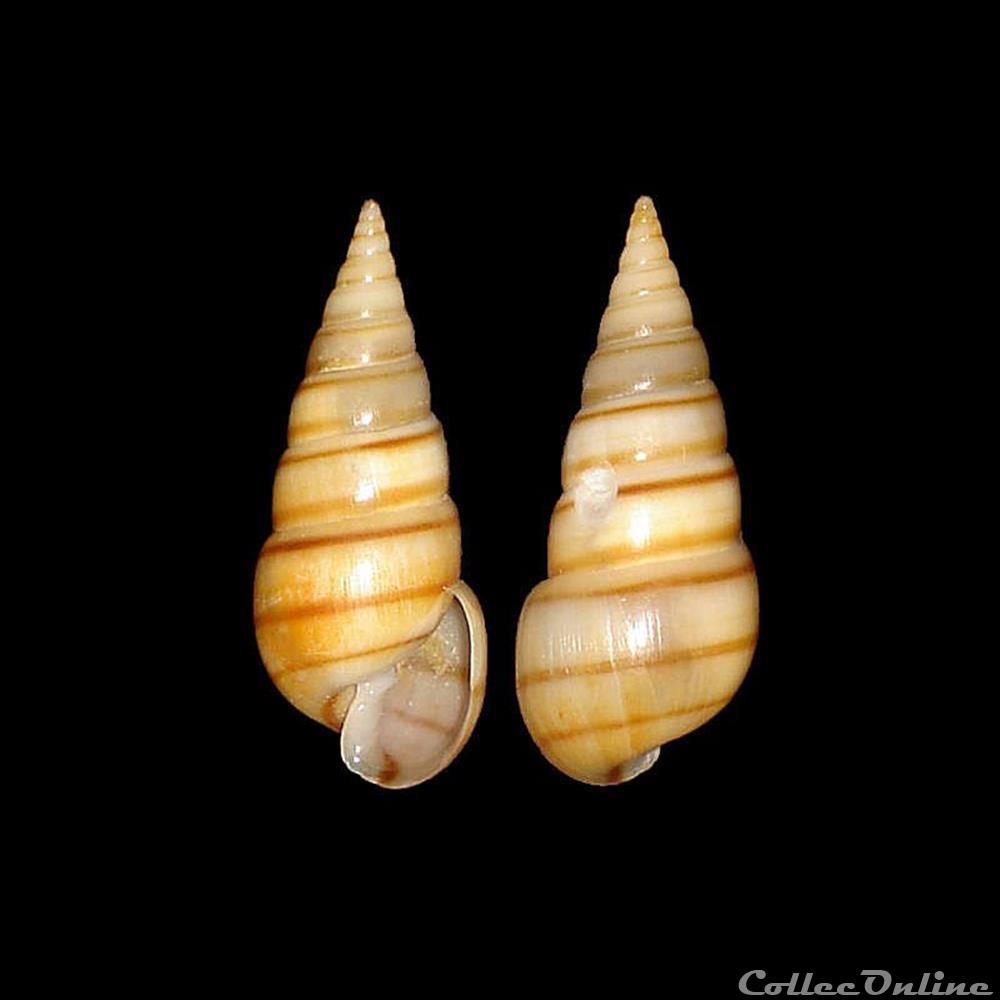 coquillages fossiles gastropoda pyramidellidae pyramidella dolabrata linne 1758