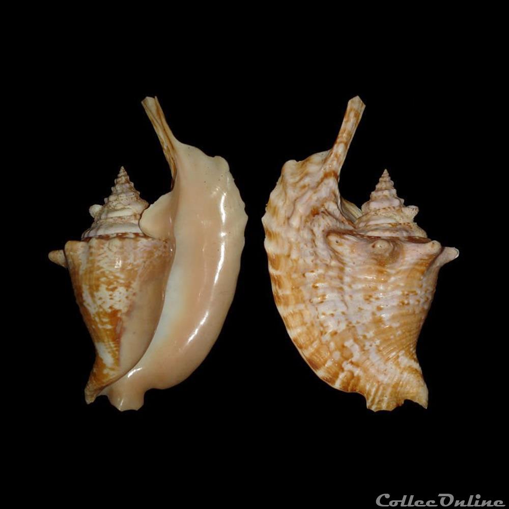 Strombidae - Lobatus gallus (Linné, 1758) coquillages fossiles gastropoda strombidae lobatus gallus linne 1758