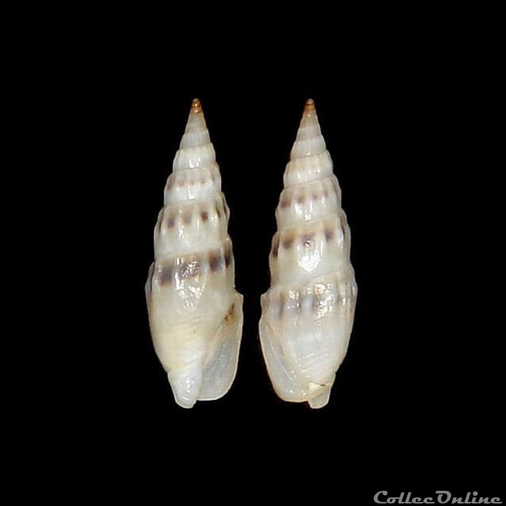 Columbellidae - Mazatlania cosentini (Philippi, 1836) coquillages fossiles gastropoda columbellidae mazatlania cosentini philippi 1836