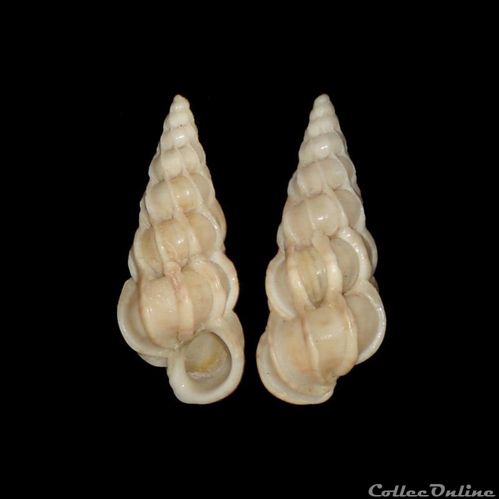 Epitoniidae - Gyroscala commutata (Monterosato, 1877) coquillages fossiles gastropoda epitoniidae gyroscala commutata monterosato 1877
