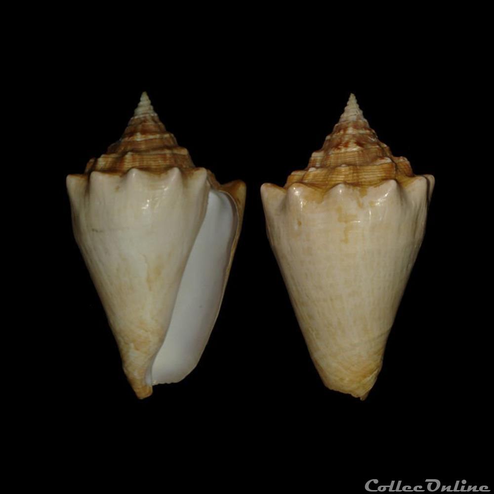 Strombidae - Lobatus costatus (Gmelin, 1791) coquillages fossiles gastropoda strombidae lobatus costatus gmelin 1791