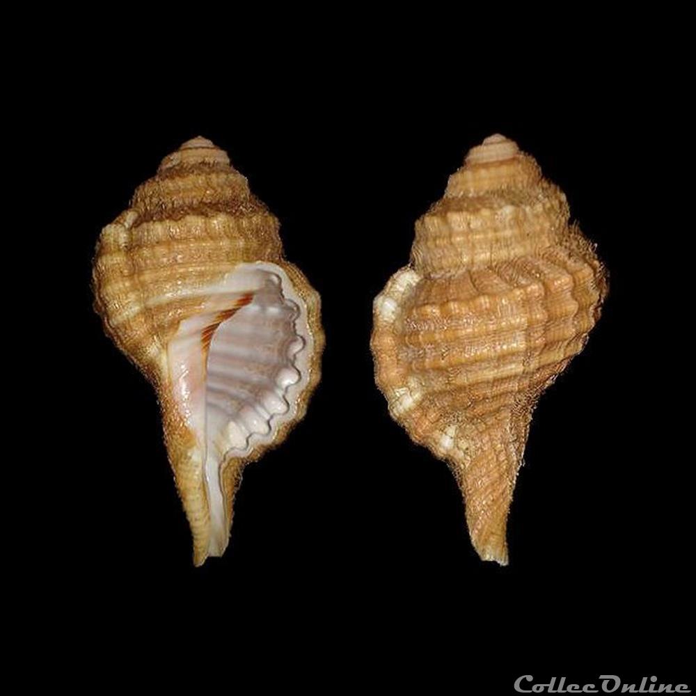 Cymatiidae - Ranularia cynocephala (Lamarck, 1816) coquillages fossiles gastropoda cymatiidae ranularia cynocephala lamarck 1816