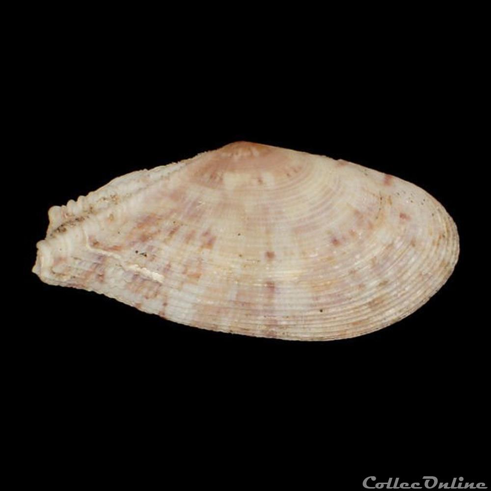 coquillages fossiles bivalvia tellinidae tellinella listeri roding 1798