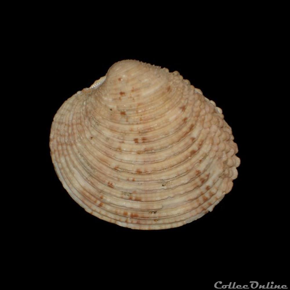 Veneridae - Venus verrucosa (Linné, 1758) coquillages fossiles bivalvia veneridae venus verrucosa linne 1758