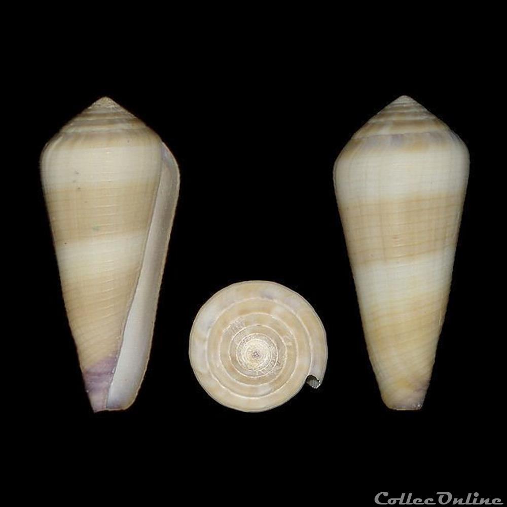 Virgiconus terebra (Born, 1778) coquillages fossiles gastropoda virgiconus terebra born 1778