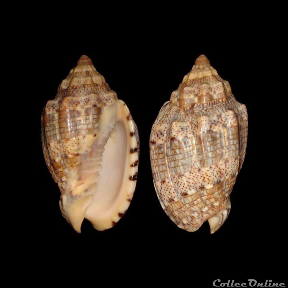 coquillages fossiles gastropoda volutidae voluta musica linne 1758