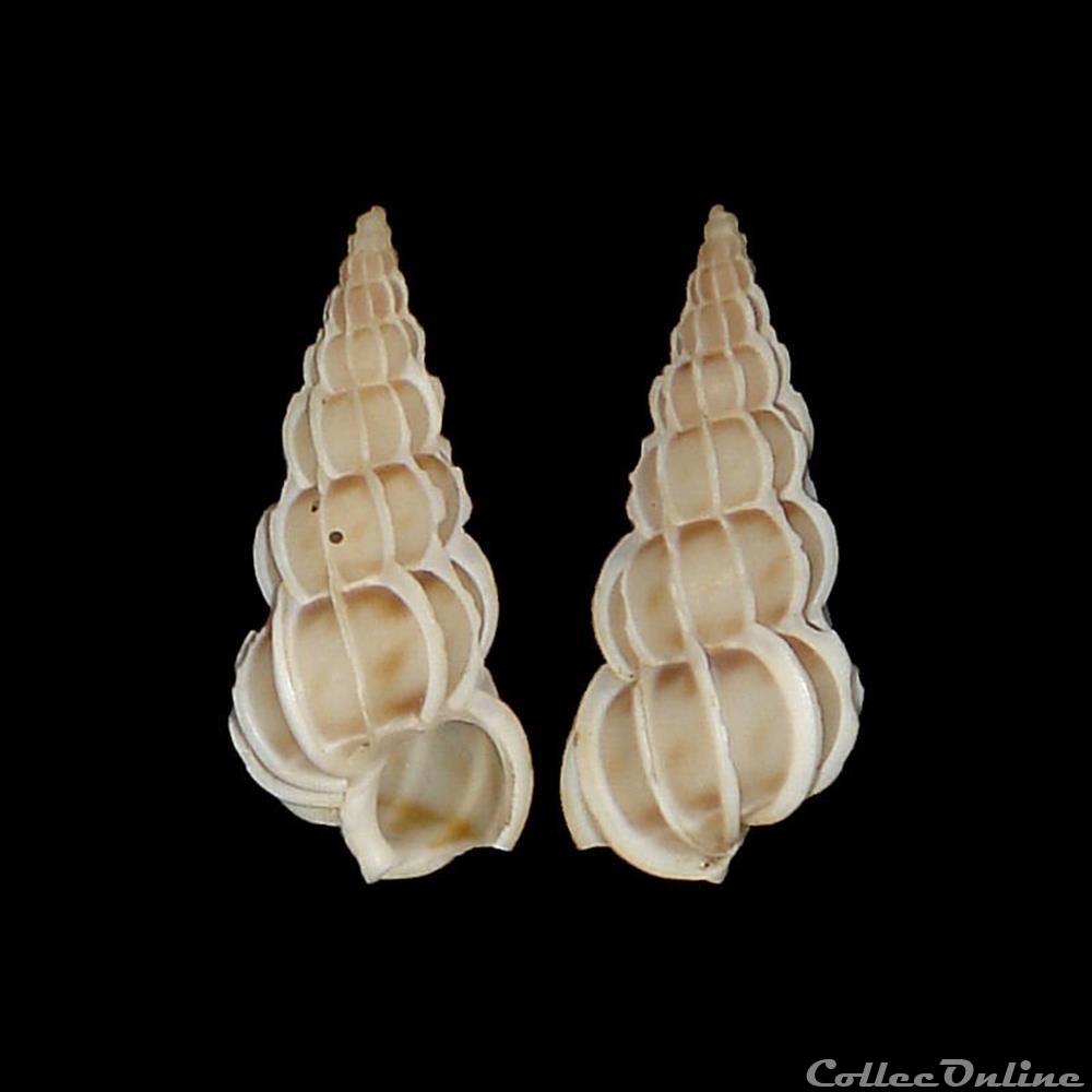 Epitoniidae - Gyroscala commutata (Monterosato, 1877) coquillages fossiles gastropoda epitoniidae gyroscala commutata monterosato 1877