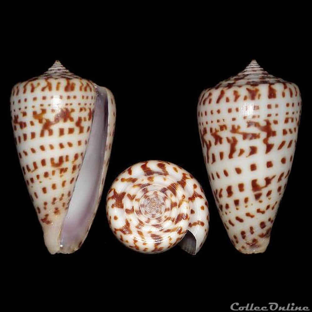 Phasmoconus (Phasmoconus) jickelii (Weinkauff, 1873) coquillages fossiles gastropoda phasmoconus phasmoconus jickelii weinkauff 1873