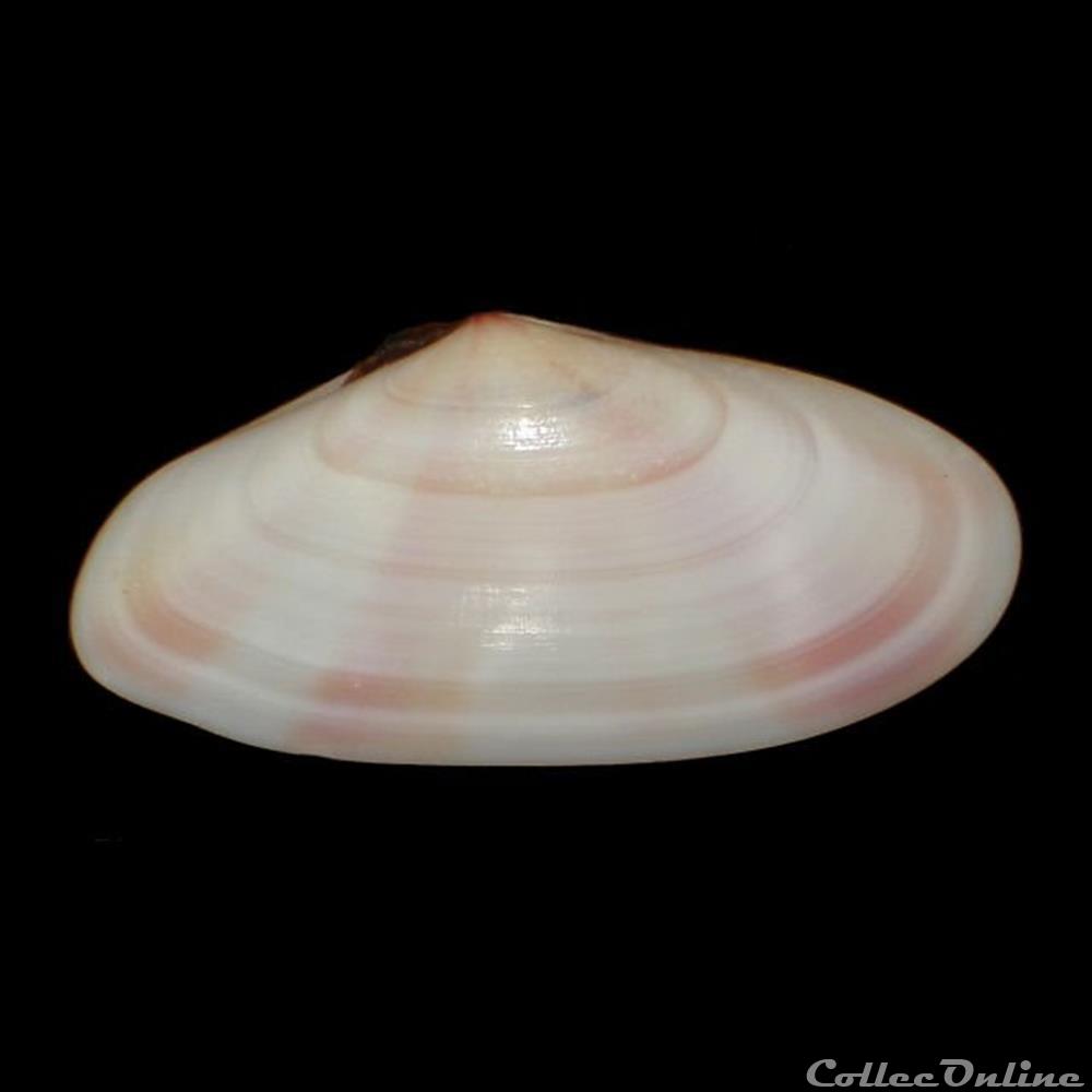 Tellinidae - Tellina radiata (Linné, 1758) coquillages fossiles bivalvia tellinidae tellina radiata linne 1758