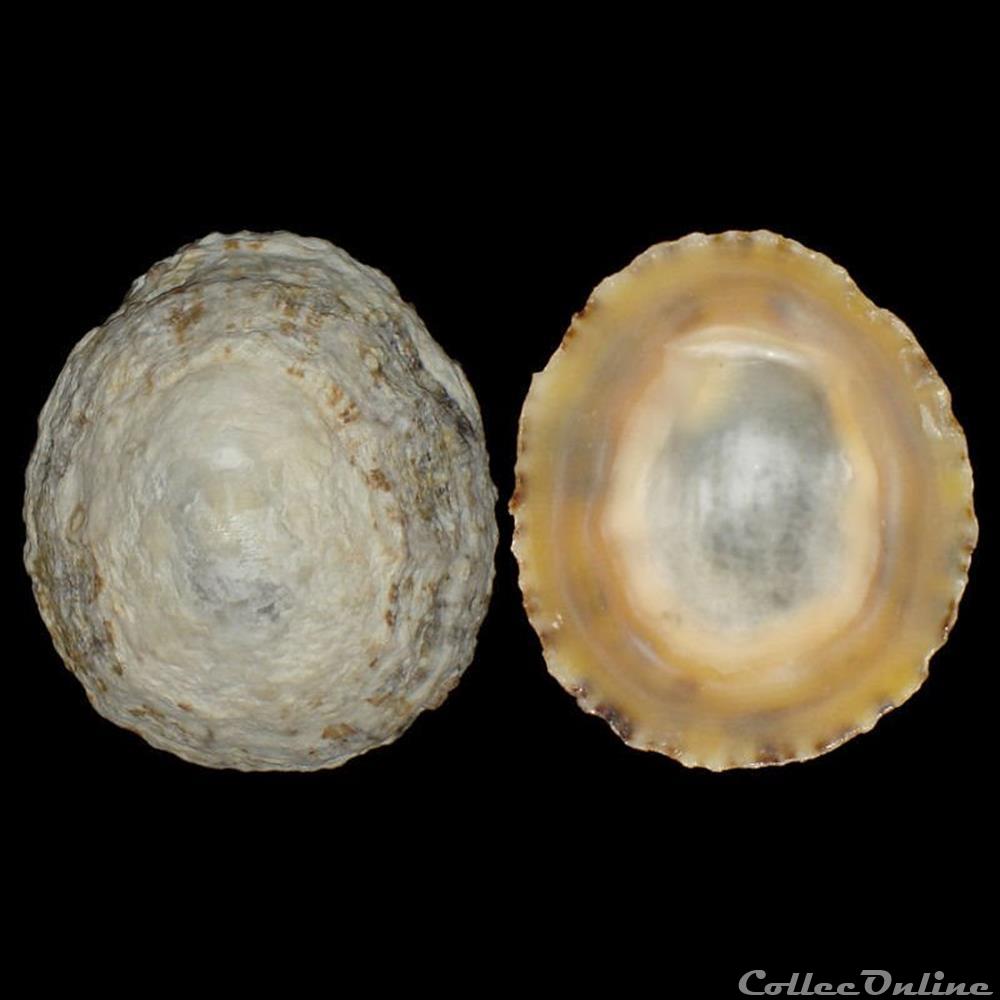 coquillage fossile gastropodum patellidae patella vulgata linne 1758