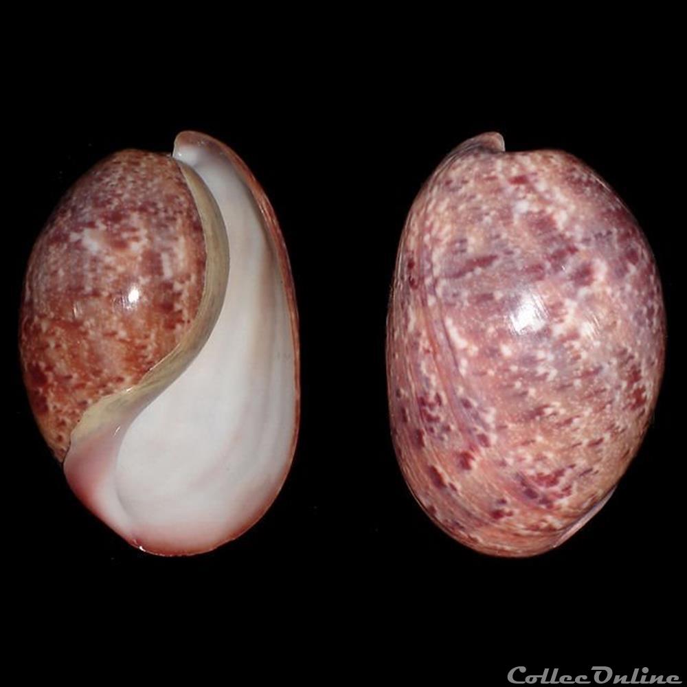 coquillages fossiles gastropoda bullidae bulla mabillei locard 1897