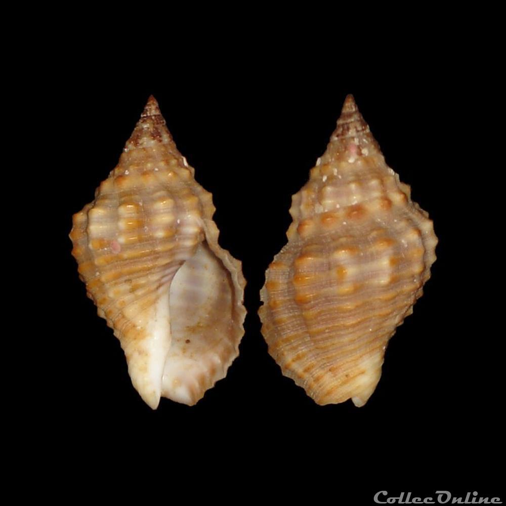 Pisaniidae - Gemophos auritulus (Link, 1807) coquillages fossiles gastropoda pisaniidae gemophos auritulus link 1807