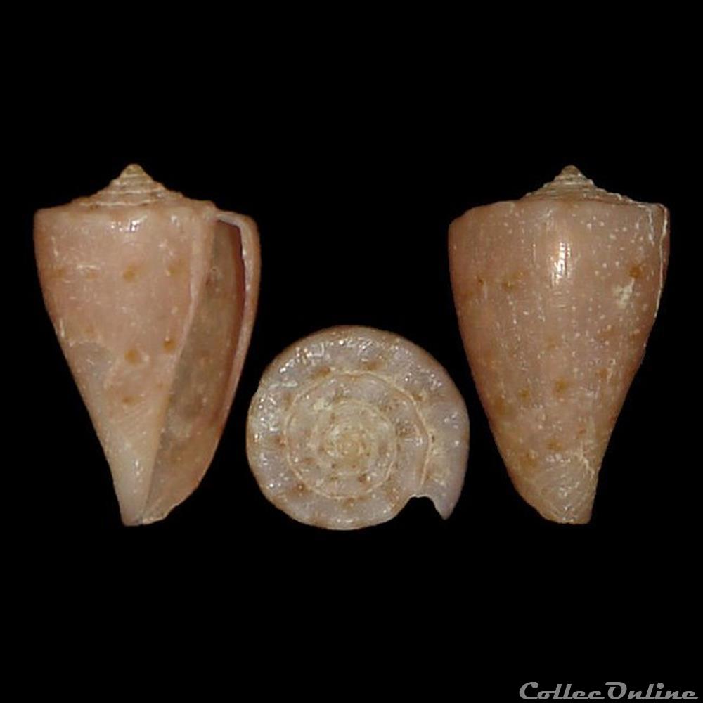 Parviconus rutilus (Menke, 1843) coquillages fossiles gastropoda parviconus rutilus menke 1843