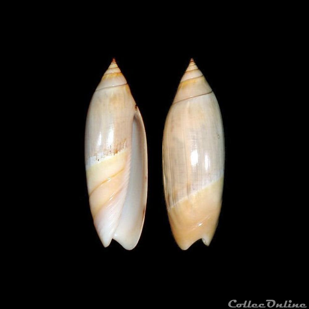 Olividae - Agaronia biraghii (Bernard & Nicolay, 1984) coquillages fossiles gastropoda olividae agaronia biraghii bernard nicolay 1984