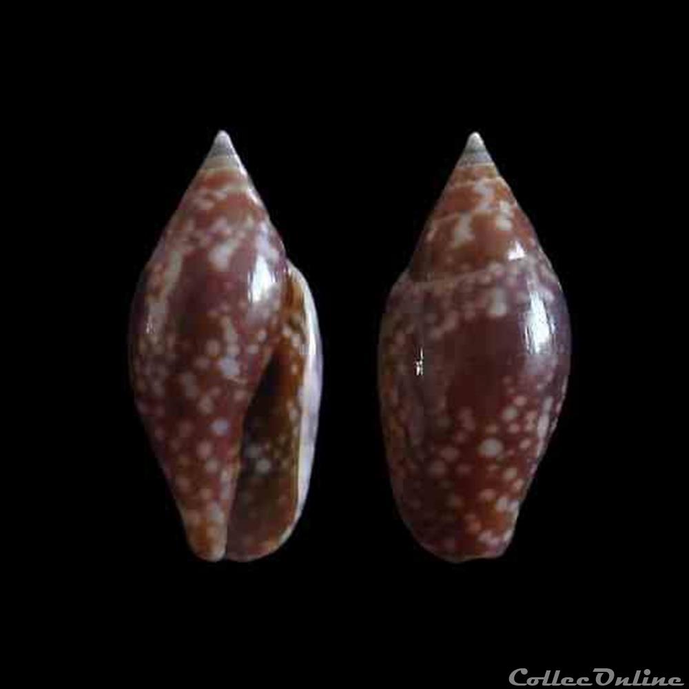 Columbellidae - Nitidella nitida (Lamarck, 1822) coquillages fossiles gastropoda columbellidae nitidella nitida lamarck 1822