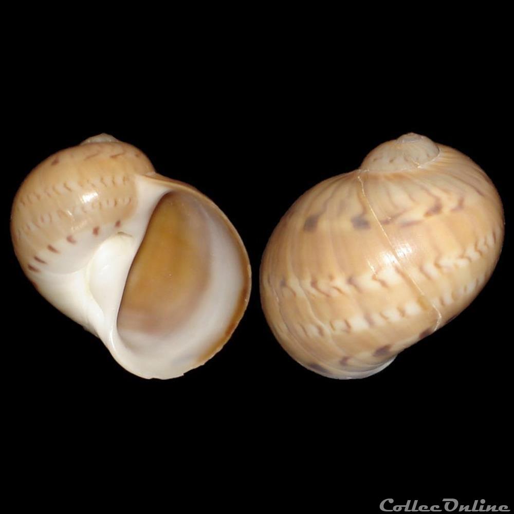 Naticidae - Naticarius canrena (Linné, 1758) coquillages fossiles gastropoda naticidae naticarius canrena linne 1758