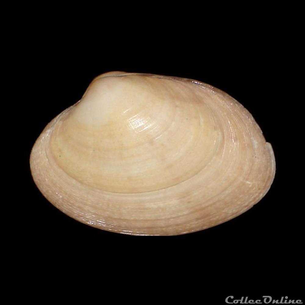 Veneridae - Polititapes aureus (Gmelin, 1791) coquillages fossiles bivalvia veneridae polititapes aureus gmelin 1791