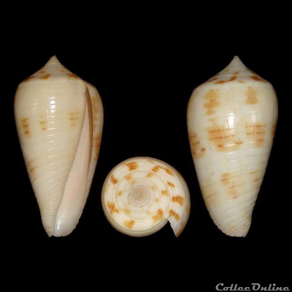 Phasmoconus (Phasmoconus) straturatus (Sowerby II, 1865) coquillages fossiles gastropoda phasmoconus phasmoconus straturatus sowerby ii 1865