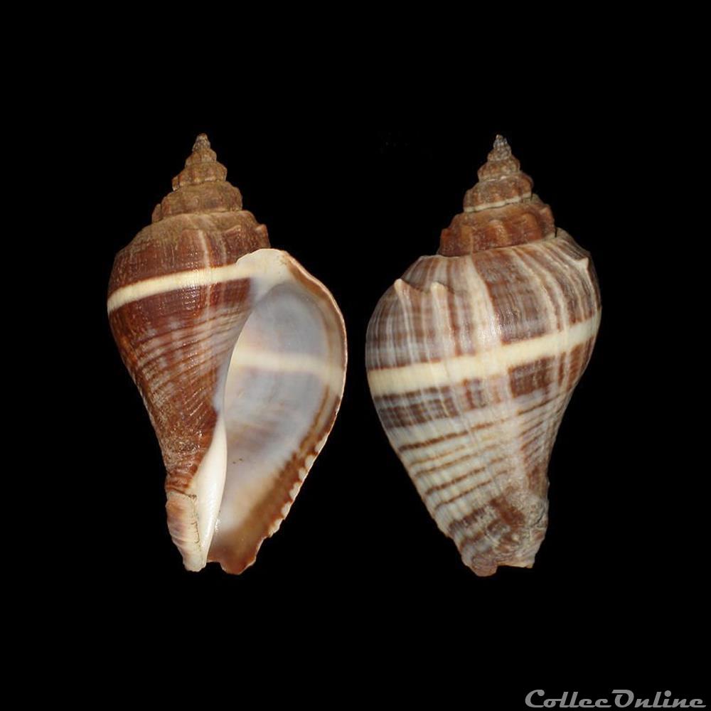 Melongenidae - Melongena melongena (Linné, 1758) coquillages fossiles gastropoda melongenidae melongena melongena linne 1758