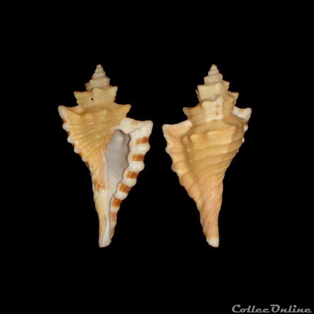 Cymatiidae - Cymatium femorale (Linné, 1758) coquillages fossiles gastropoda cymatiidae cymatium femorale linne 1758