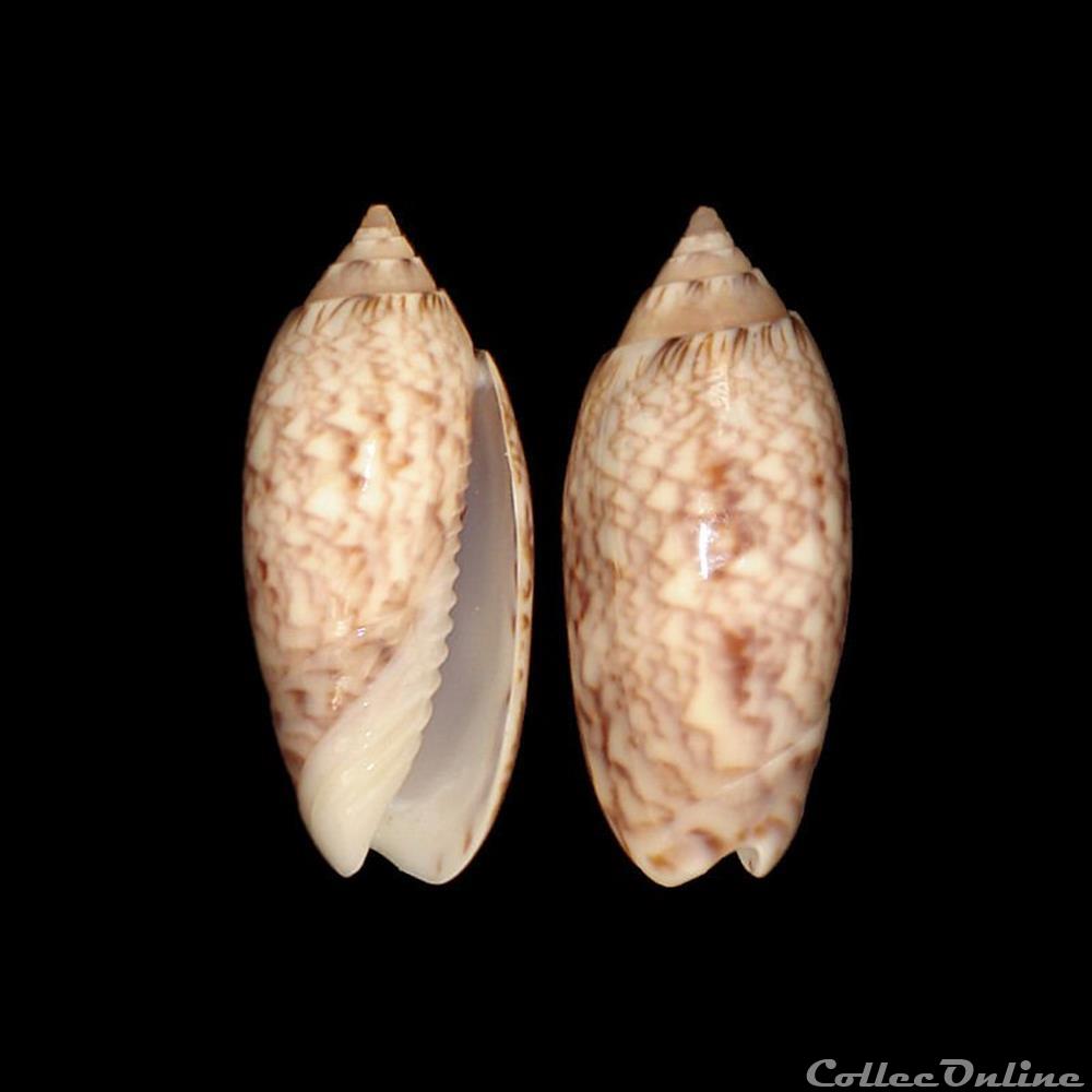 Olividae - Americoliva reticularis (Lamarck, 1811) coquillages fossiles gastropoda olividae americoliva reticularis lamarck 1811