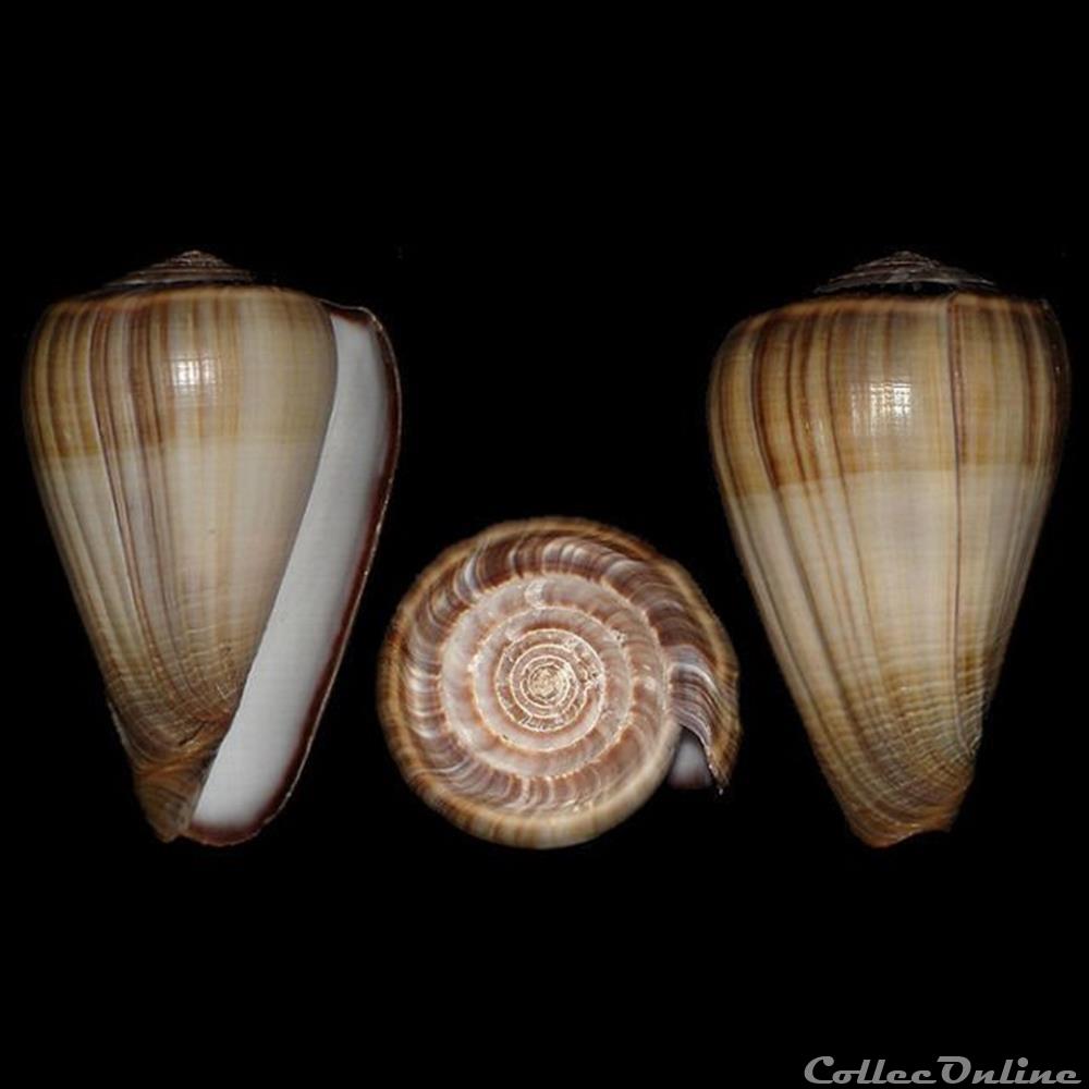 Dendroconus loroisii (Kiener, 1846) coquillages fossiles gastropoda dendroconus loroisii kiener 1846