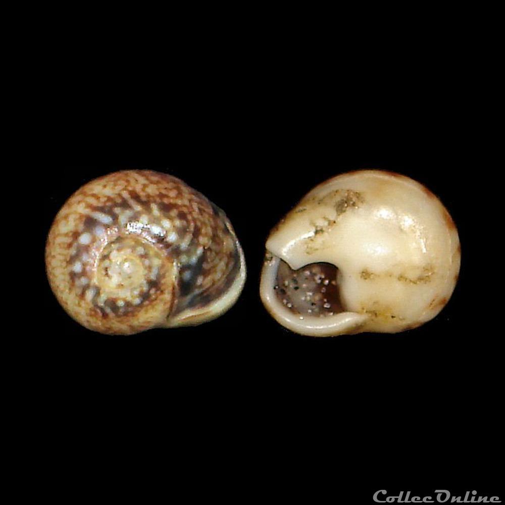 Nassariidae - Tritia neritea (Linné, 1758) coquillage fossile gastropodum nassariidae tritia neritea linne 1758