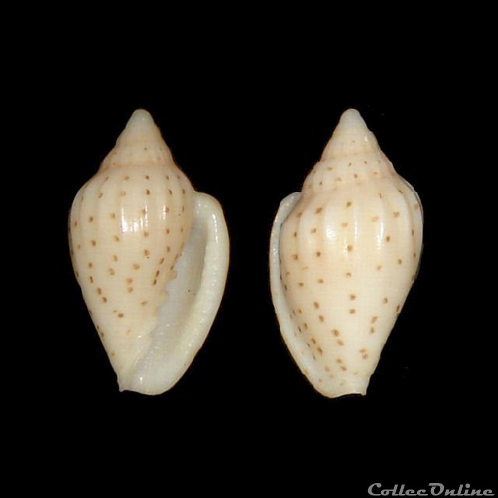 coquillages fossiles gastropoda marginellidae glabella harpaeformis sowerby ii 1846