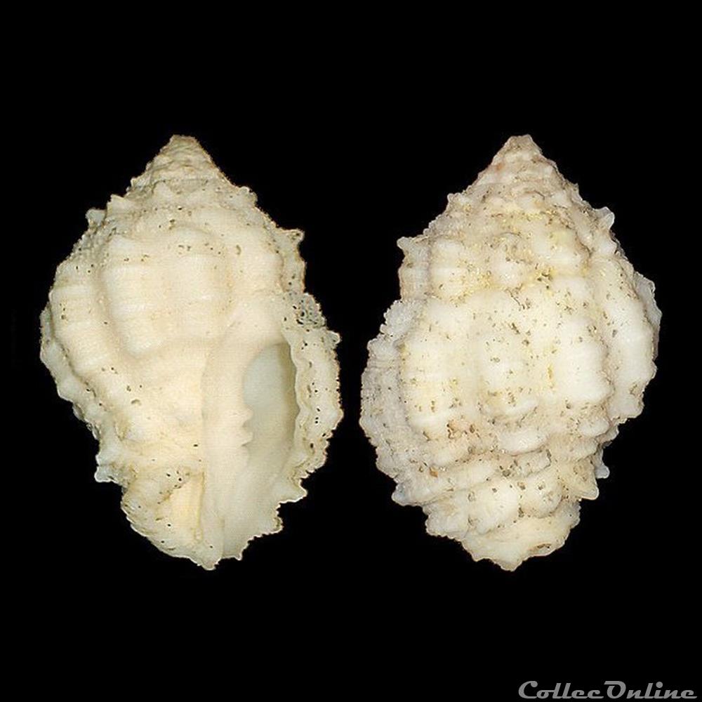 Turbinellidae - Vasum globulus (Lamarck, 1816) coquillages fossiles gastropoda turbinellidae vasum globulus lamarck 1816
