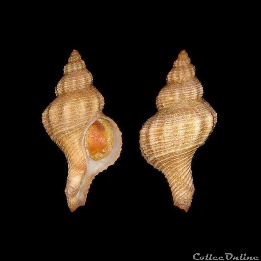 Muricidae - Gracilipurpura craticulata (Bucquoy & Dautzenberg, 1882) coquillages fossiles gastropoda muricidae gracilipurpura craticulata bucquoy dautzenberg 1882