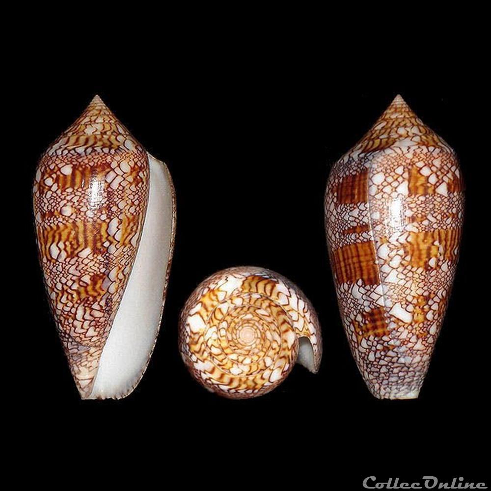 coquillages fossiles gastropoda cylinder archiepiscopus hwass in bruguiere 1792