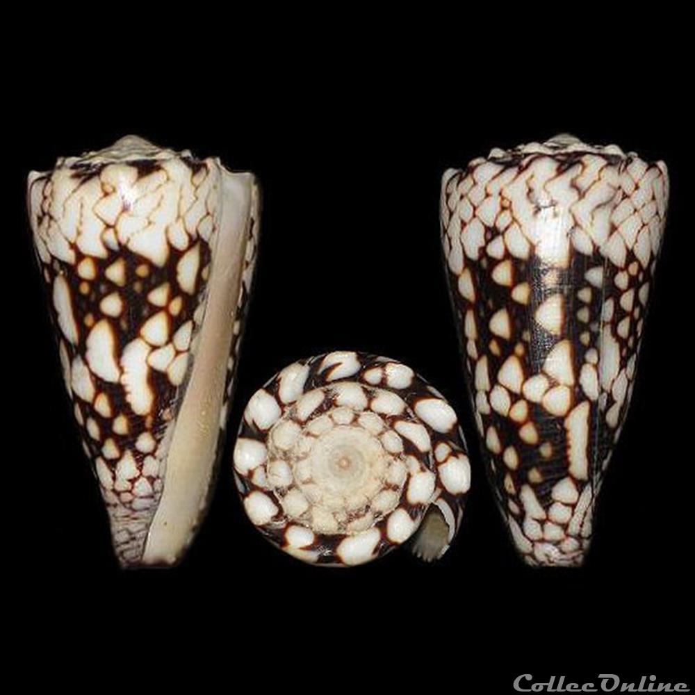 Conus vidua (Reeve, 1843) coquillages fossiles gastropoda conus vidua reeve 1843