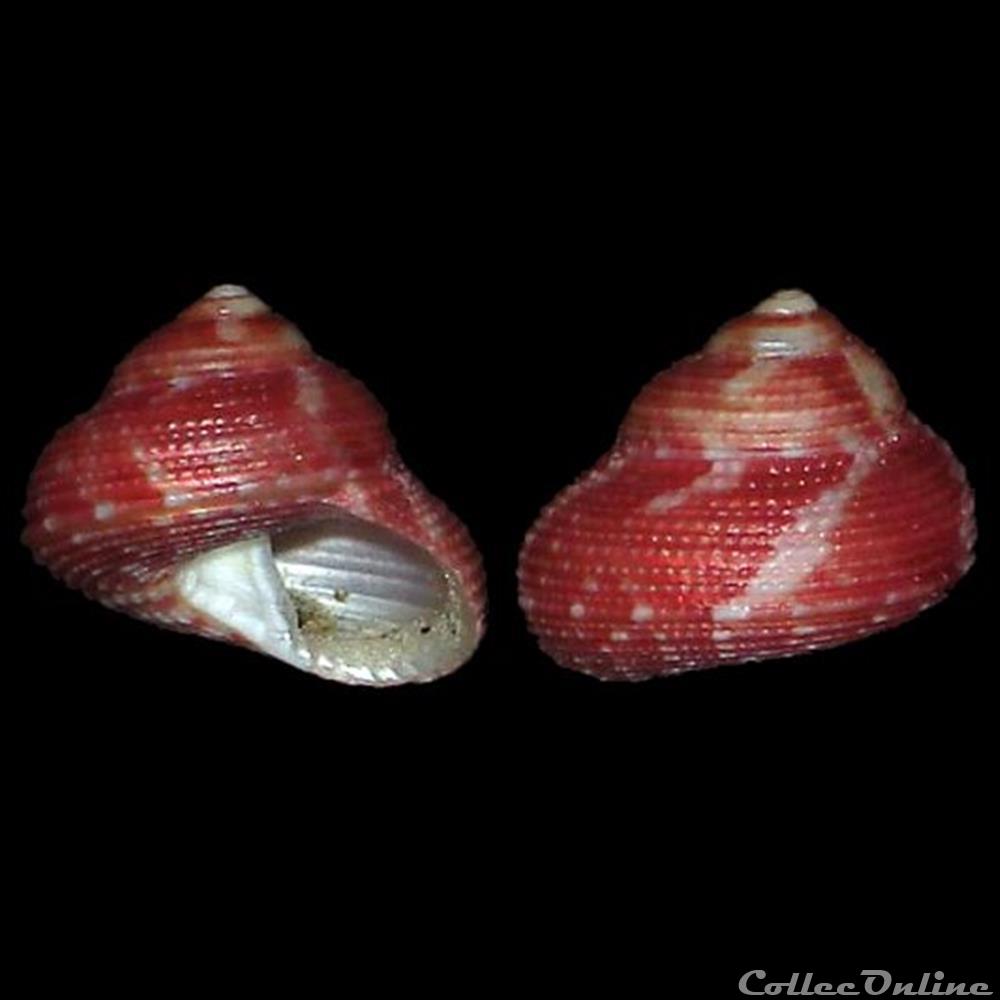 Trochidae - Clanculus kraussii (Philippi, 1846) coquillages fossiles gastropoda trochidae clanculus kraussii philippi 1846