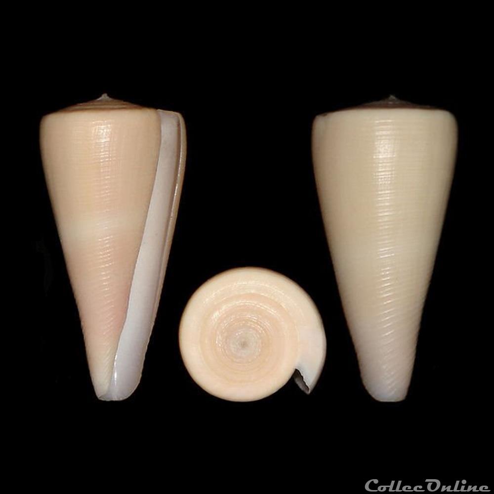 Virgiconus kintoki (Habe & Kosuge, 1970) coquillages fossiles gastropoda virgiconus kintoki habe kosuge 1970