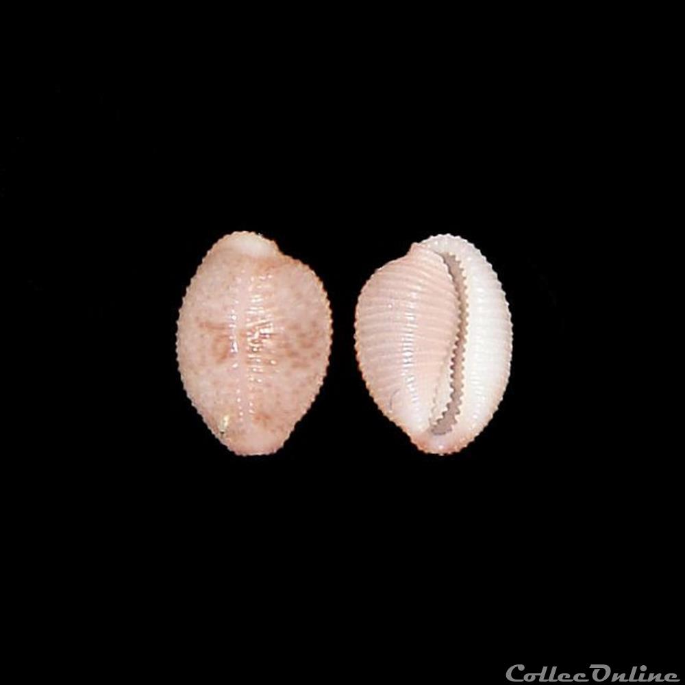 coquillages fossiles gastropoda triviidae niveria suffusa gray 1827