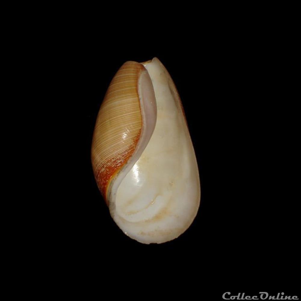 Scaphandridae - Scaphander lignarius (Linné, 1758) coquillages fossiles gastropoda scaphandridae scaphander lignarius linne 1758