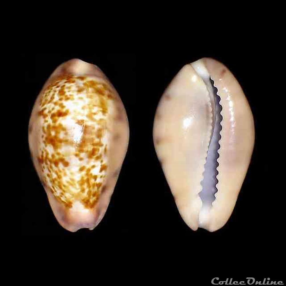 Cypraeidae - Zonaria picta (Gray, 1824) coquillages fossiles gastropoda cypraeidae zonaria picta gray 1824
