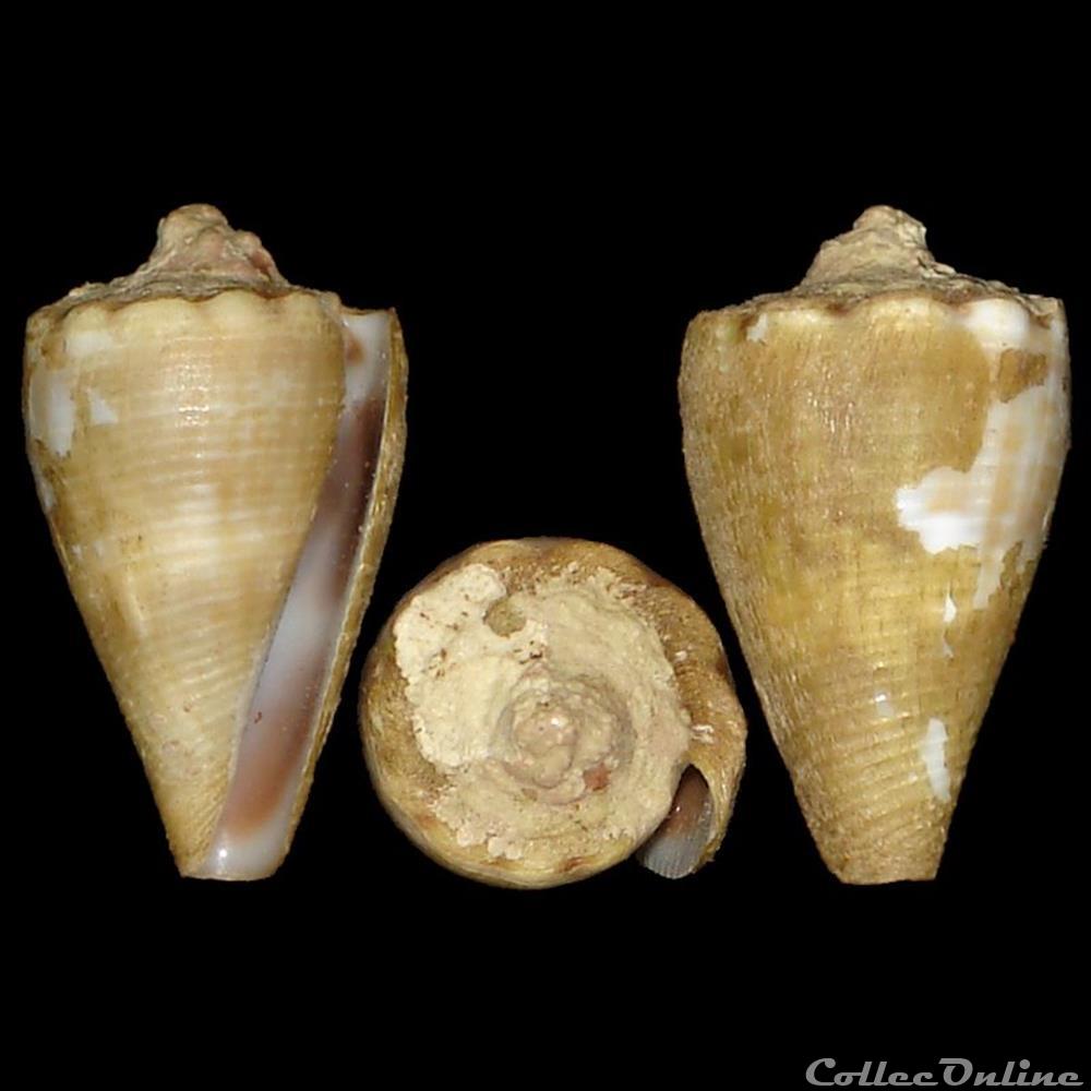 Monteiroconus mus (Hwass in Bruguière, 1792) coquillages fossiles gastropoda monteiroconus mus hwass in bruguiere 1792
