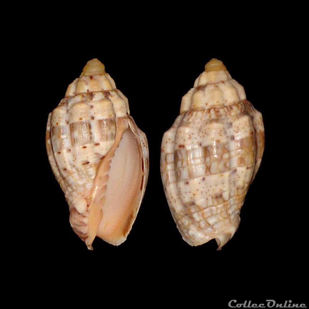 Volutidae - Voluta musica (Linné, 1758) coquillages fossiles gastropoda volutidae voluta musica linne 1758