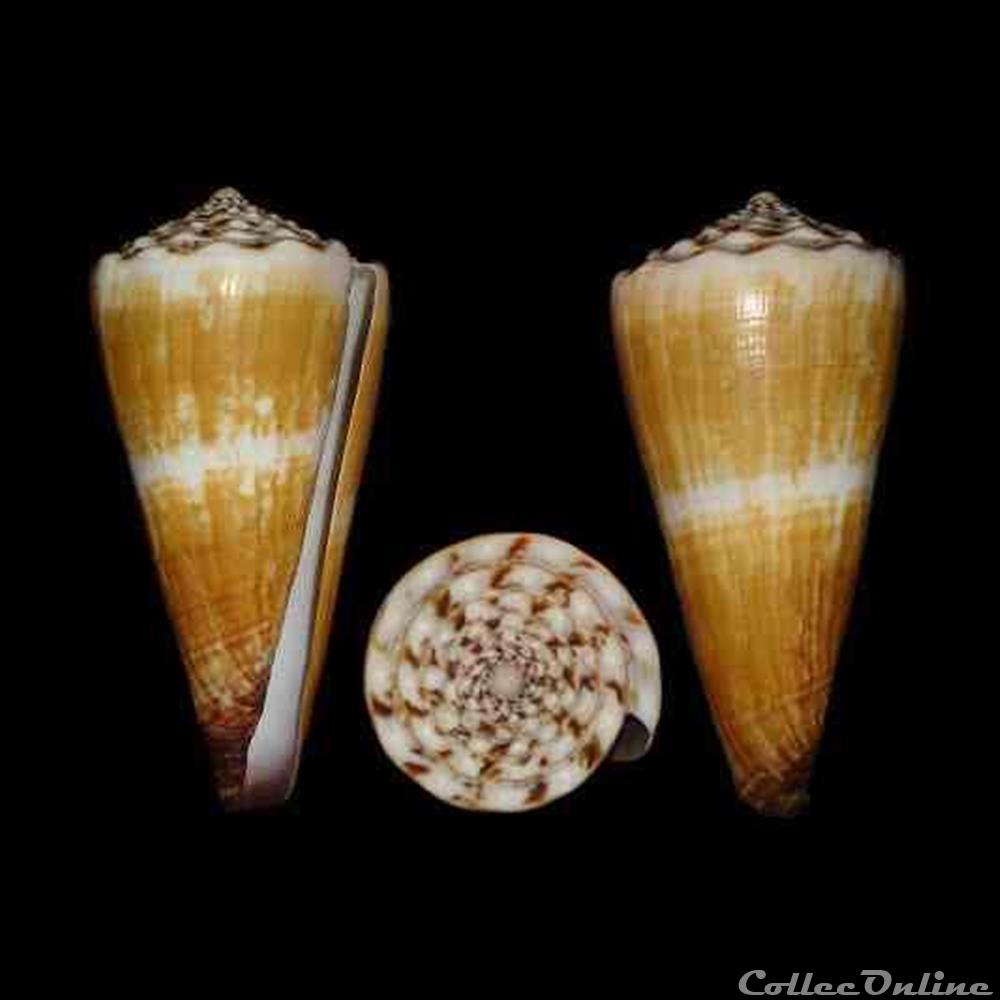 Fraterconus distans (Hwass in Bruguière, 1792) coquillages fossiles gastropoda fraterconus distans hwass in bruguiere 1792